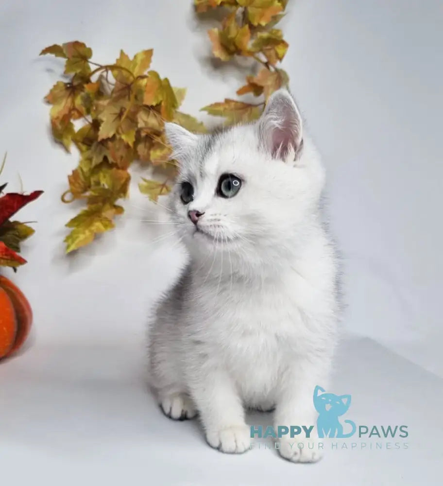 Finist British Shorthair male black silver shaded live animals