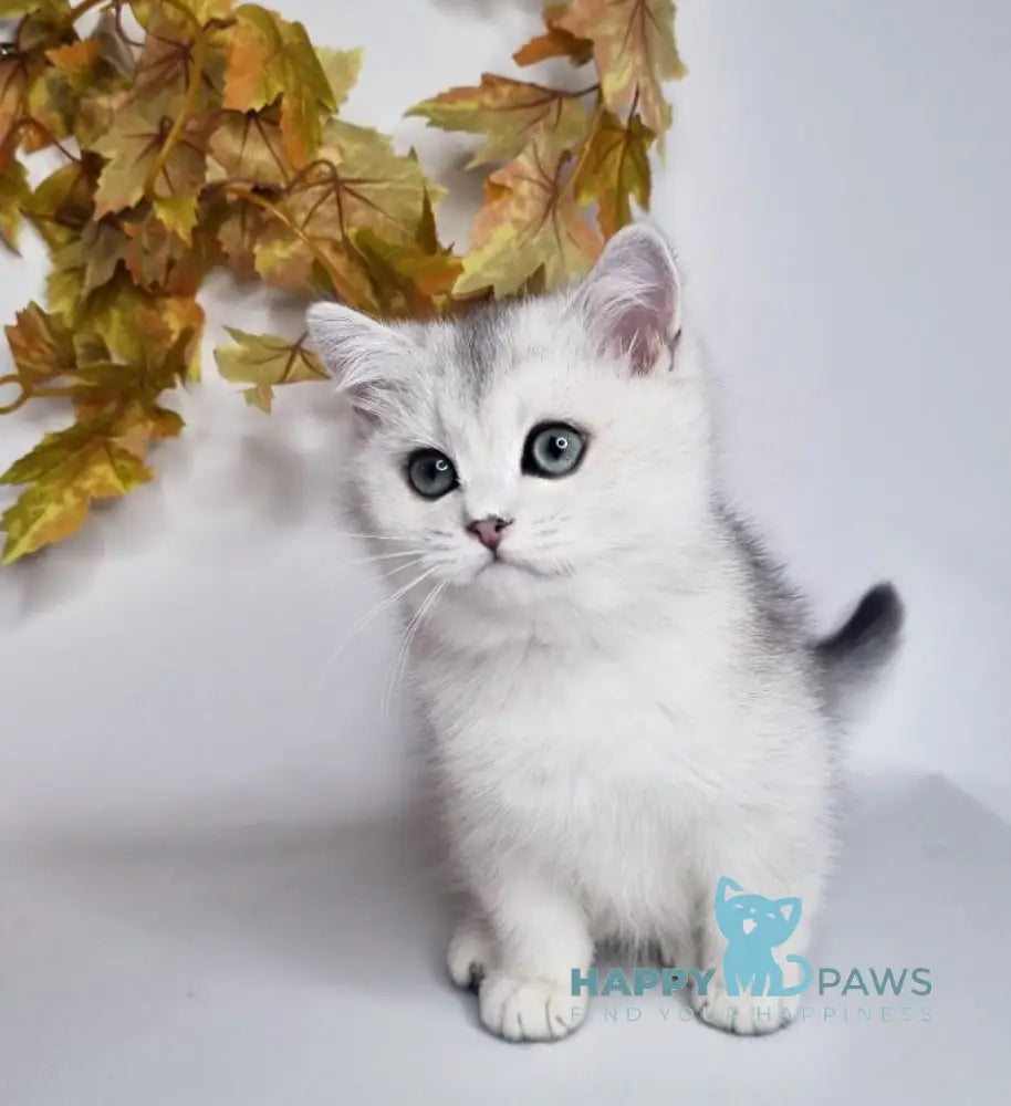 Finist British Shorthair male black silver shaded live animals