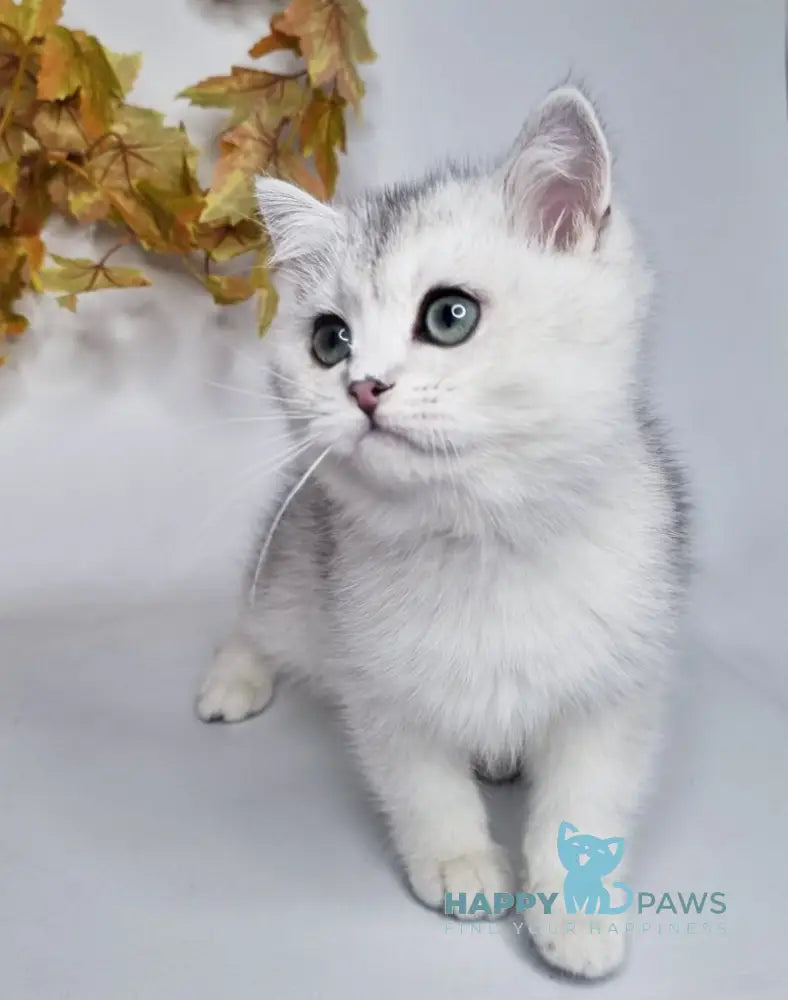 Finist British Shorthair male black silver shaded live animals