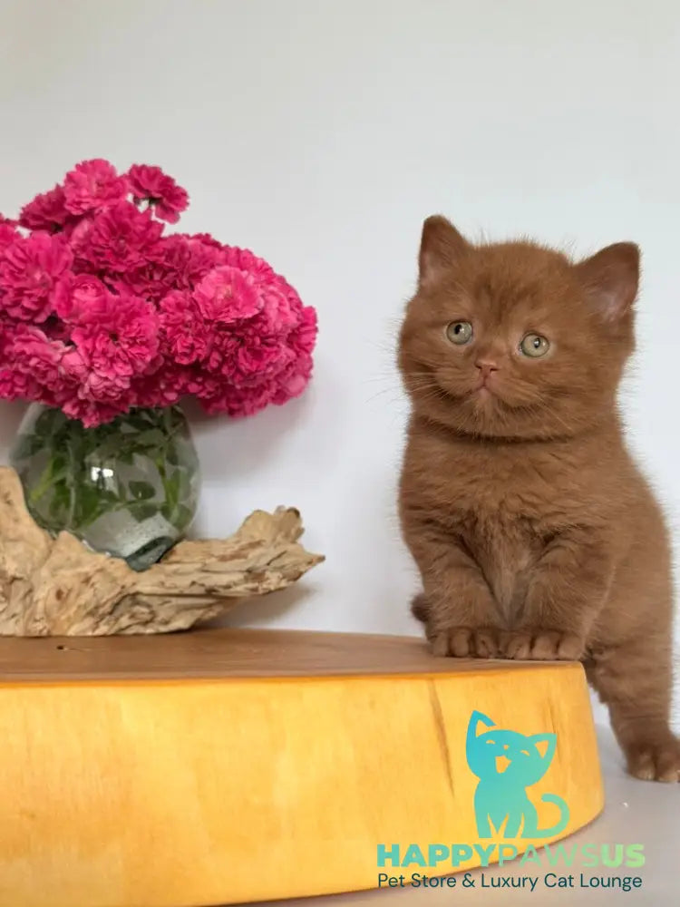 Finn British Shorthair male cinnamon - live animals