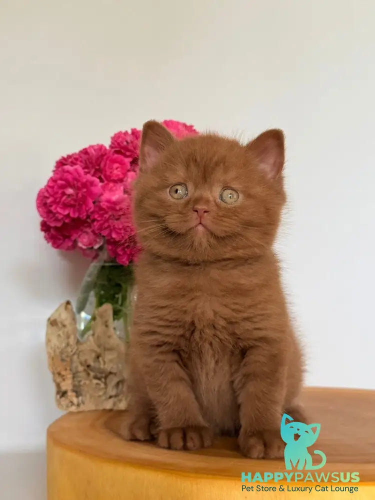 Finn British Shorthair male cinnamon - live animals