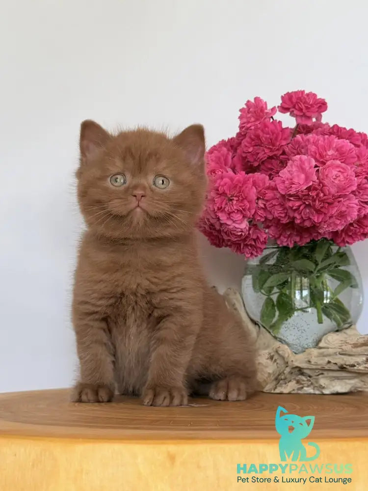 Finn British Shorthair male cinnamon - live animals