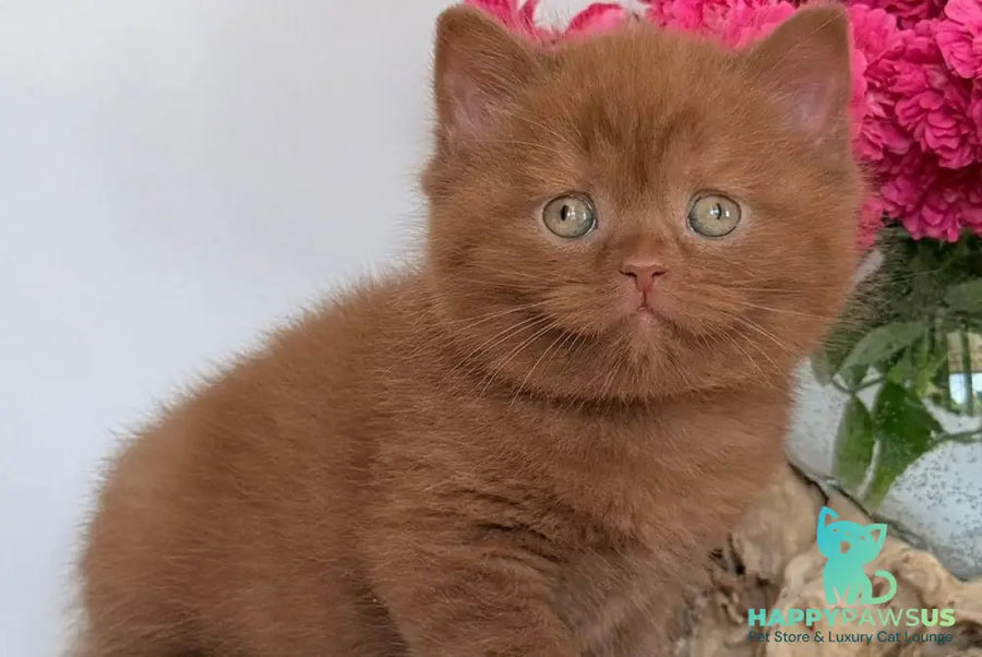 Finn British Shorthair male cinnamon - live animals