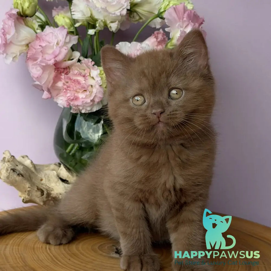 Finn British Shorthair male cinnamon - live animals
