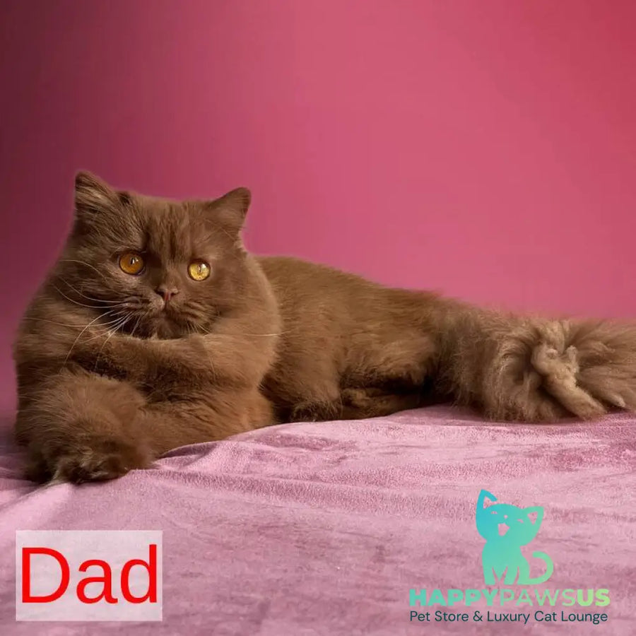 Finn British Shorthair male cinnamon - live animals