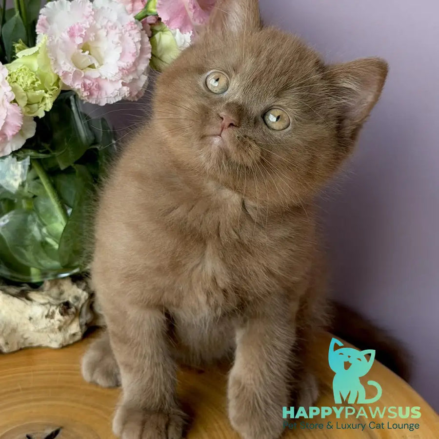 Finn British Shorthair male cinnamon - live animals