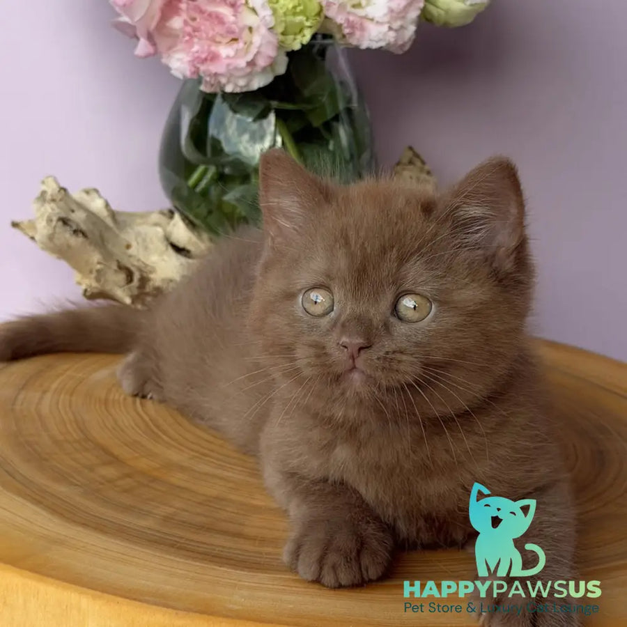 Finn British Shorthair male cinnamon - live animals