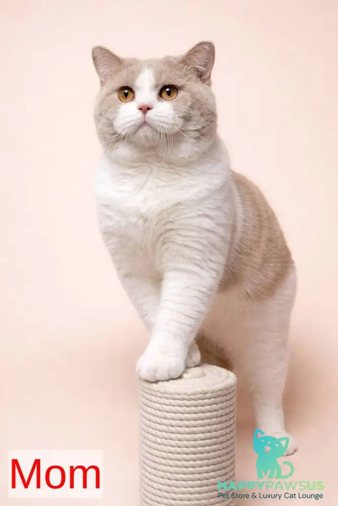Finn British Shorthair male cinnamon - live animals