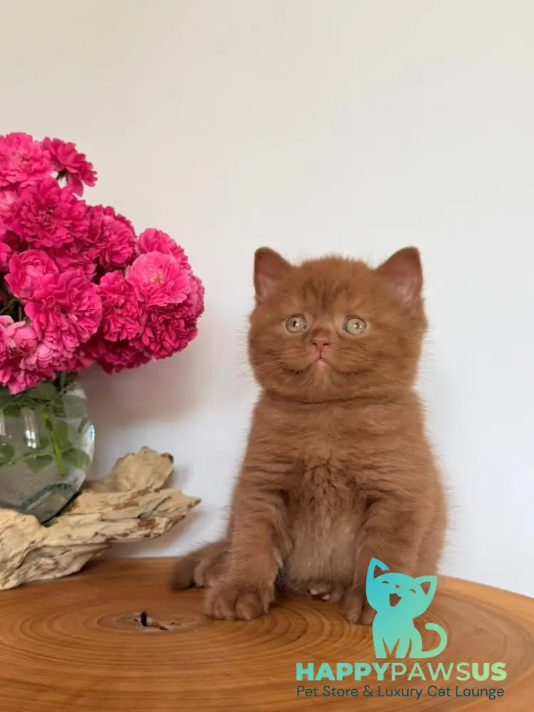 Finn British Shorthair male cinnamon - live animals