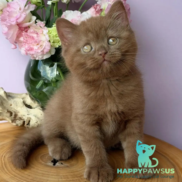 Finn British Shorthair male cinnamon - live animals