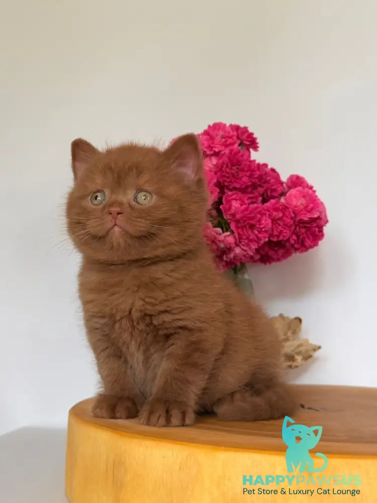 Finn British Shorthair male cinnamon - live animals