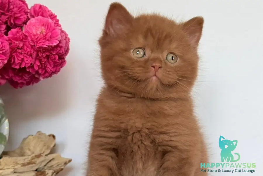 Finn British Shorthair male cinnamon - live animals