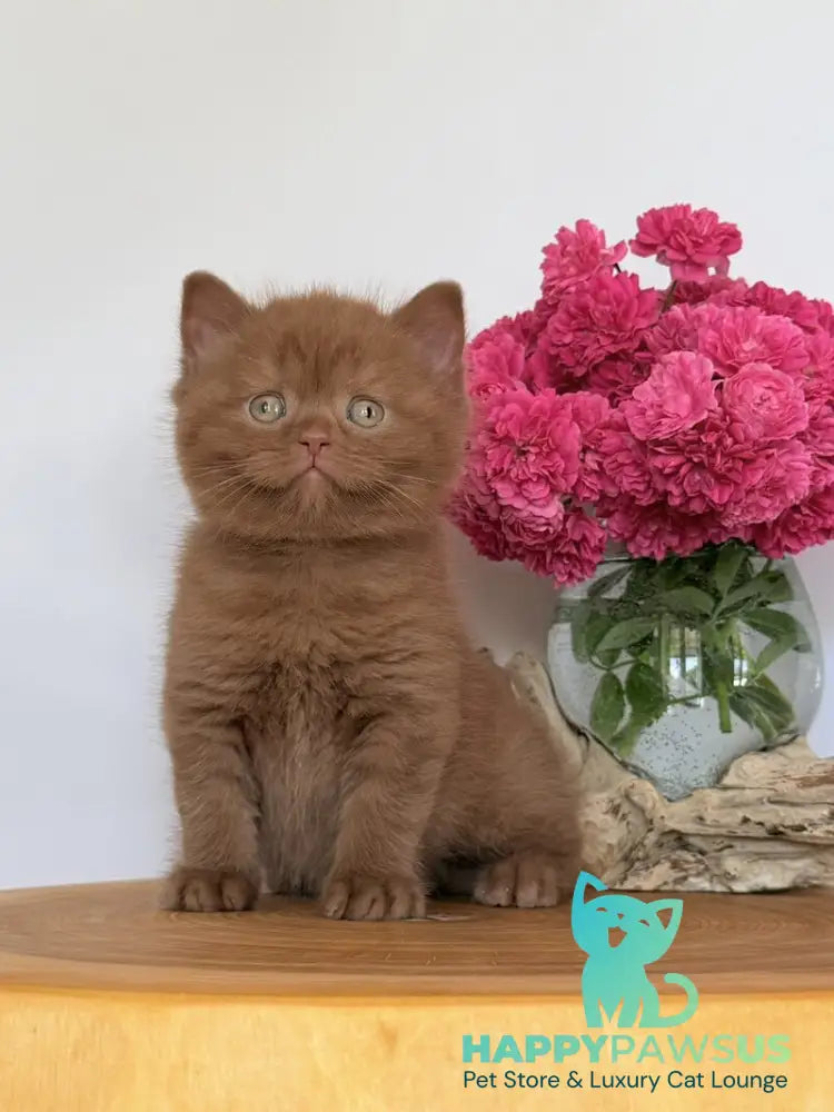 Finn British Shorthair male cinnamon - live animals