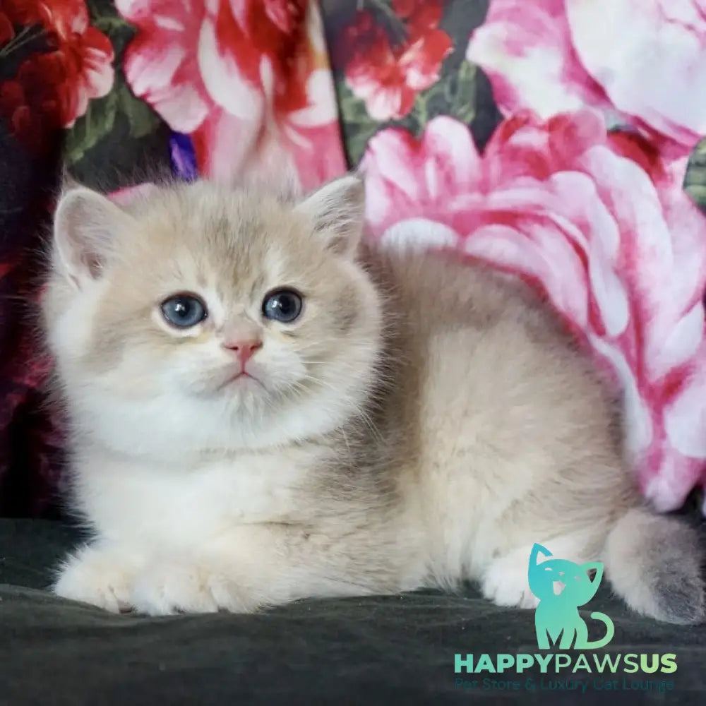 Finnick British Shorthair male blue golden shaded - live animals