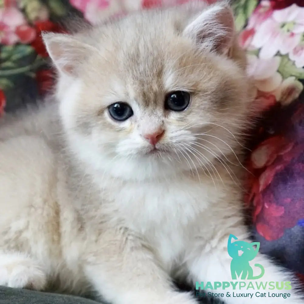 Finnick British Shorthair male blue golden shaded - live animals