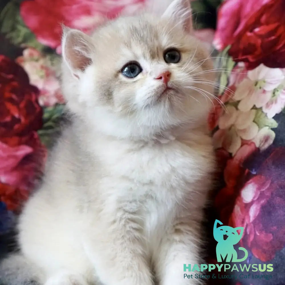 Finnick British Shorthair male blue golden shaded - live animals