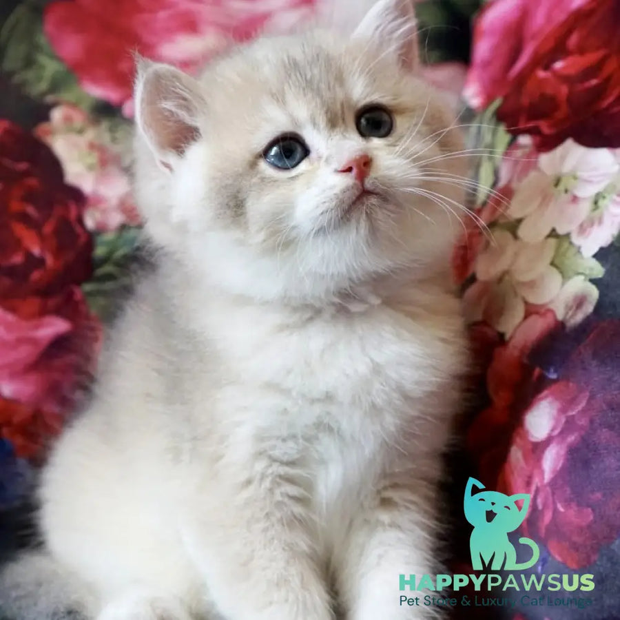 Finnick British Shorthair male blue golden shaded - live animals