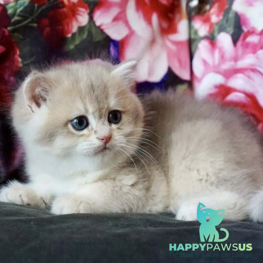 Finnick British Shorthair male blue golden shaded - live animals