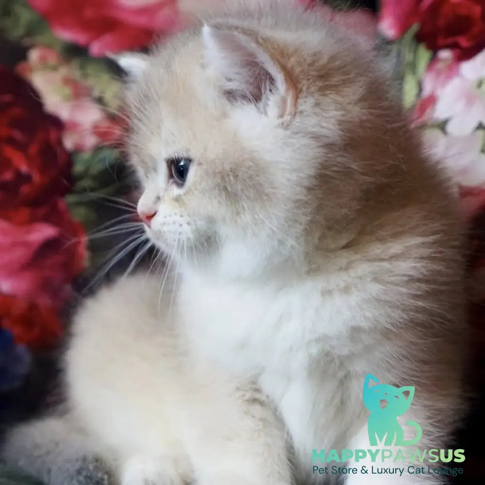 Finnick British Shorthair male blue golden shaded - live animals