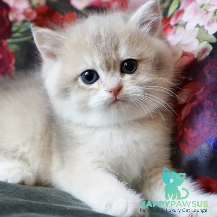 Finnick British Shorthair male blue golden shaded - live animals
