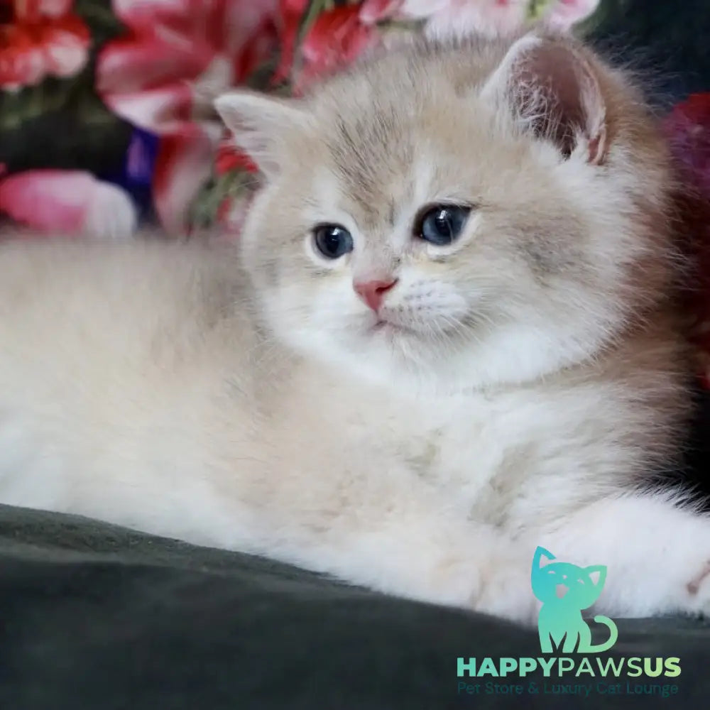 Finnick British Shorthair male blue golden shaded - live animals