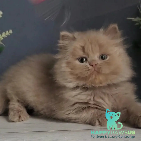 Finyk British Longhair male fawn - live animals