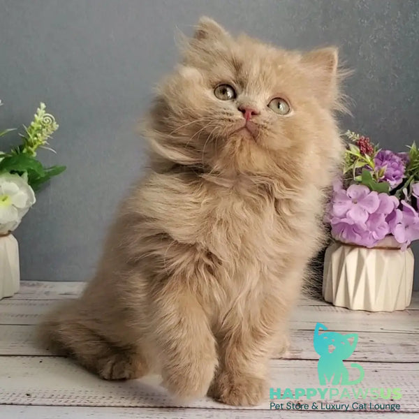 Finyk British Longhair male fawn - live animals