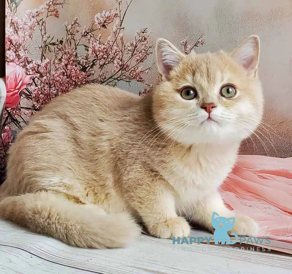 Finyk British Shorthair male lilac golden shaded live animals