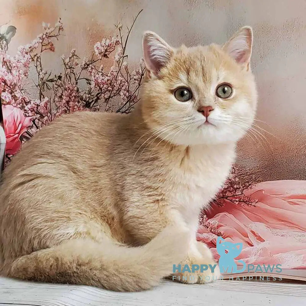 Finyk British Shorthair male lilac golden shaded live animals