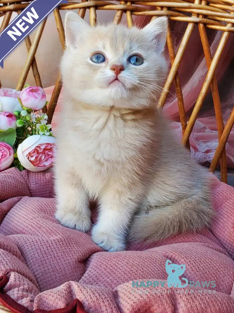 Finyk British Shorthair male lilac golden shaded live animals