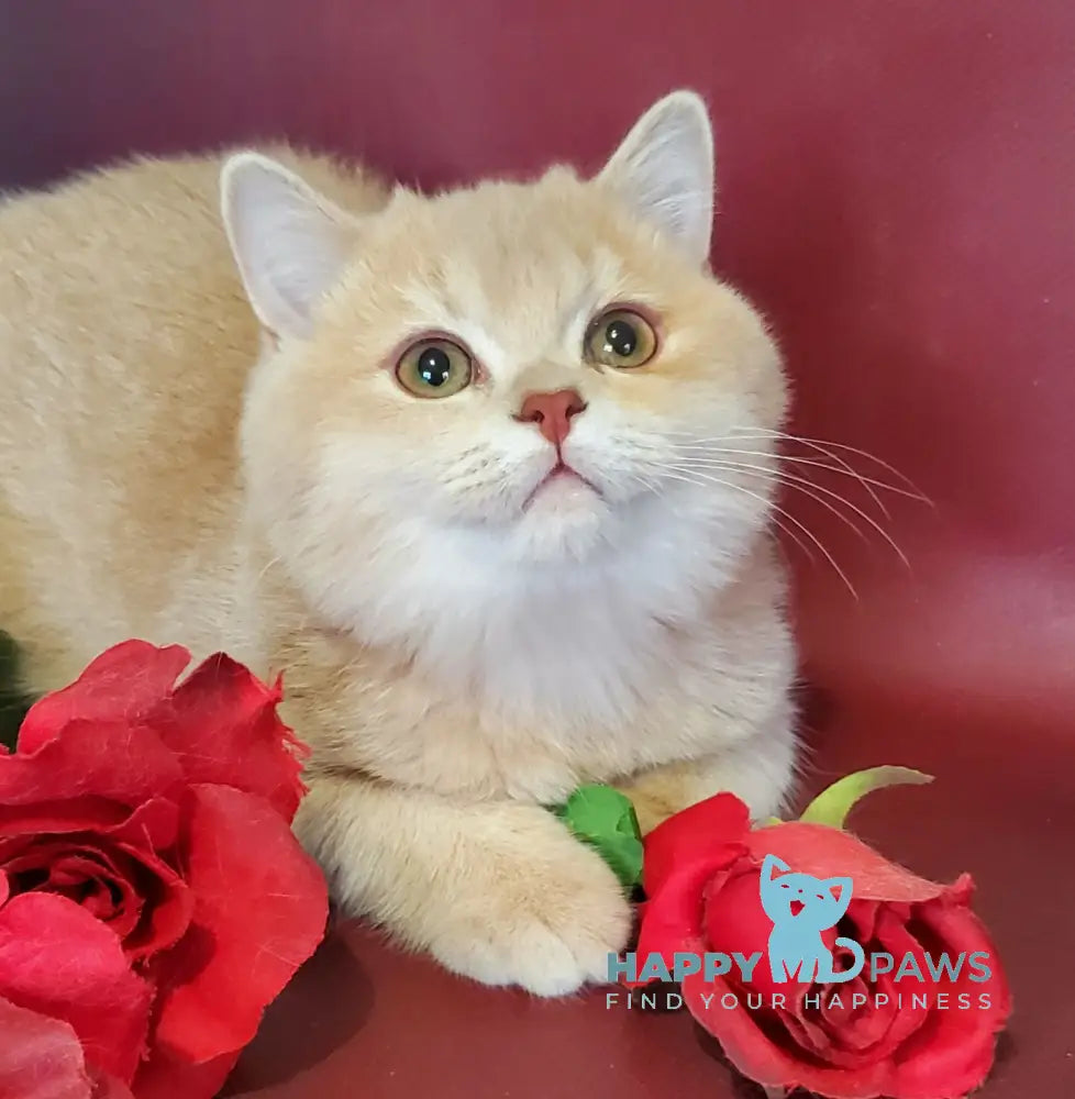 Finyk British Shorthair male lilac golden shaded live animals