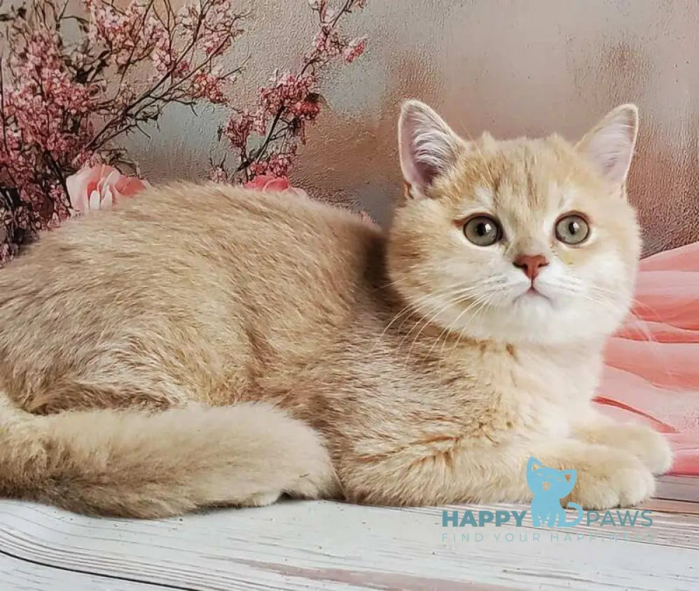 Finyk British Shorthair male lilac golden shaded live animals