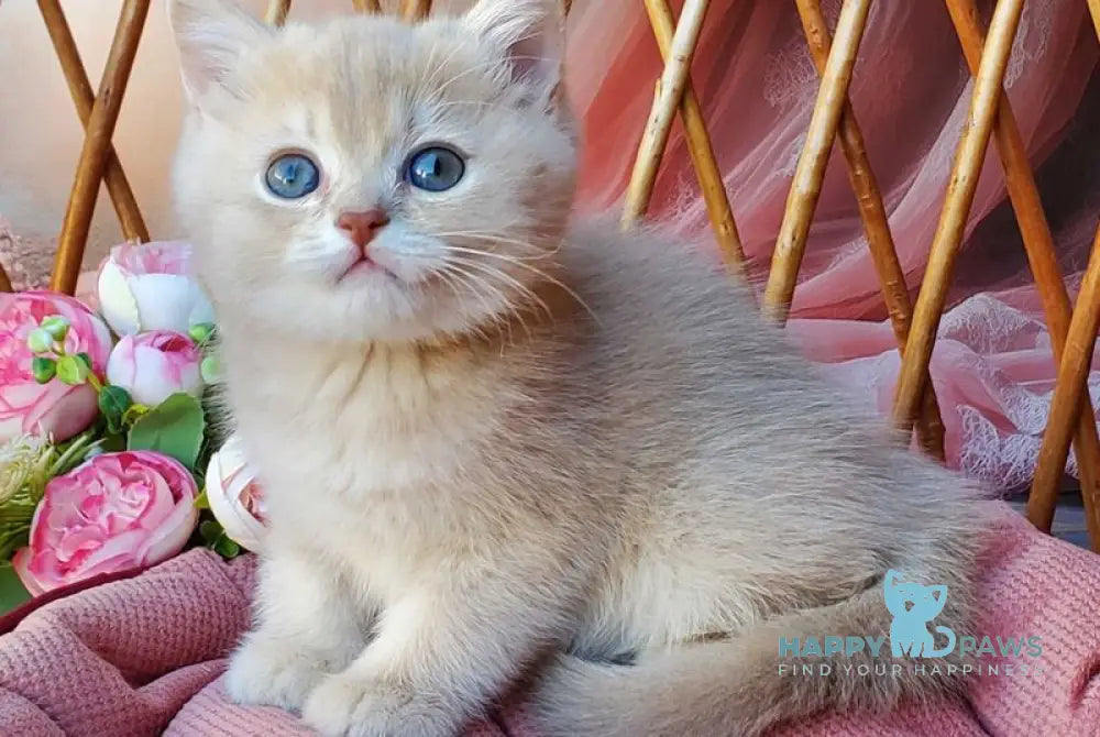 Finyk British Shorthair male lilac golden shaded live animals