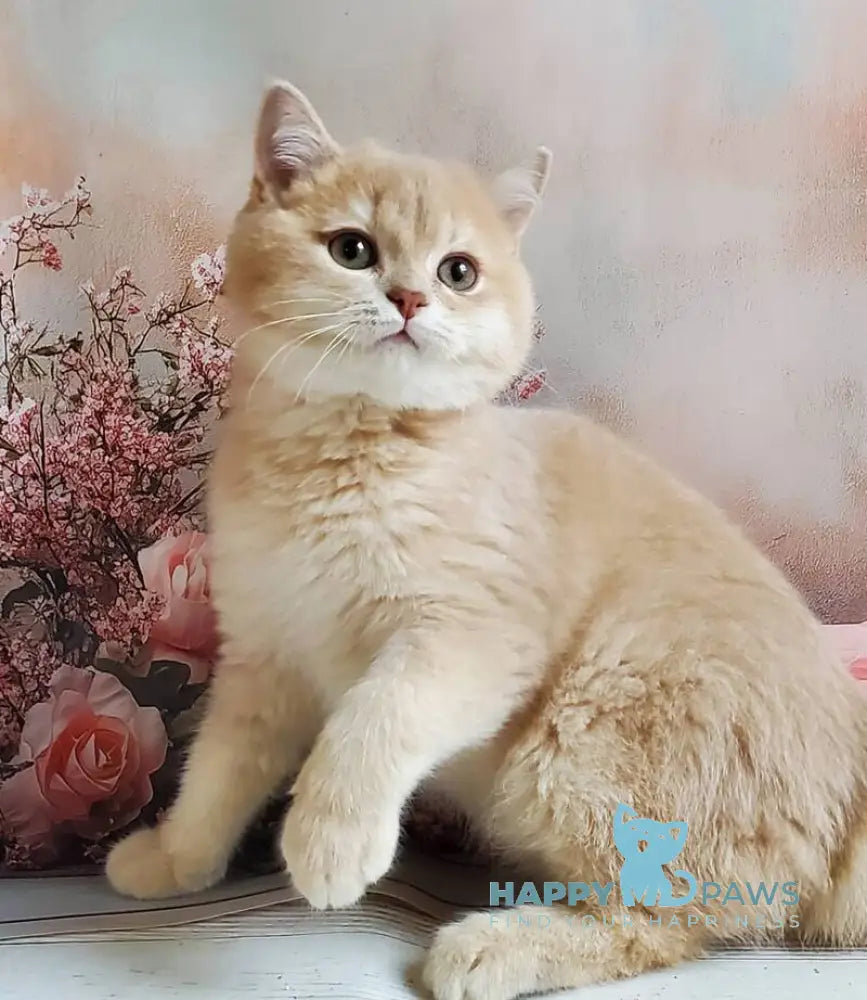 Finyk British Shorthair male lilac golden shaded live animals