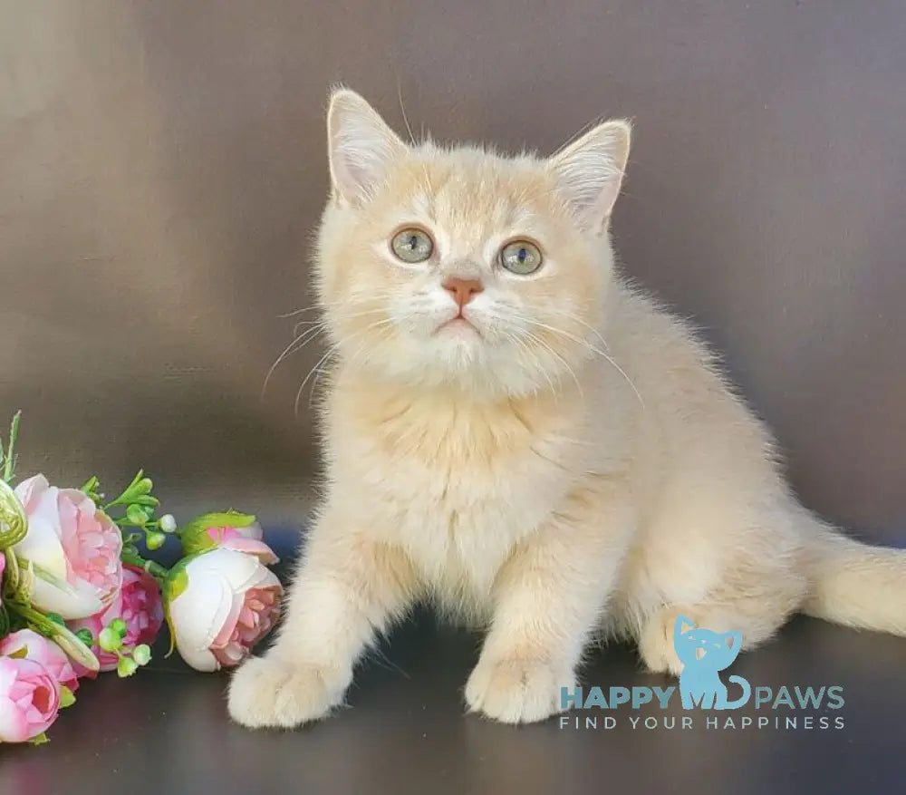 Finyk British Shorthair male lilac golden shaded live animals