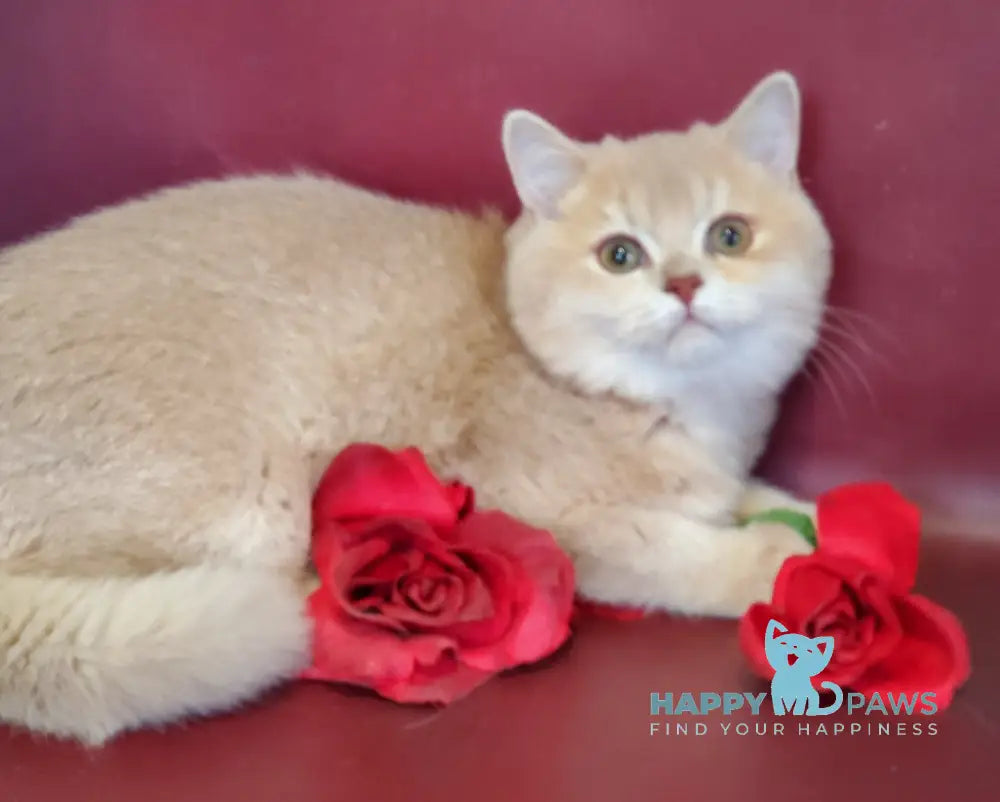 Finyk British Shorthair male lilac golden shaded live animals