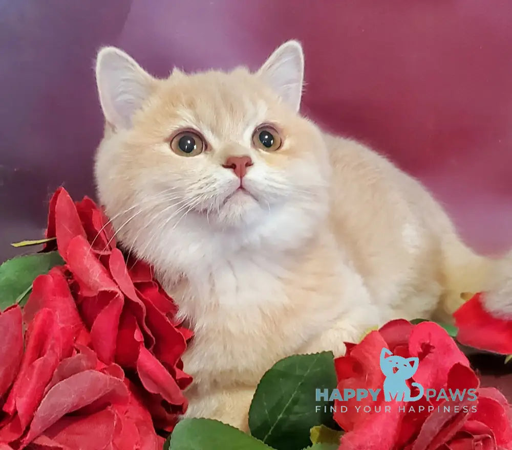 Finyk British Shorthair male lilac golden shaded live animals