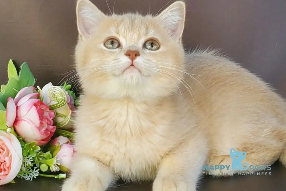 Finyk British Shorthair male lilac golden shaded live animals
