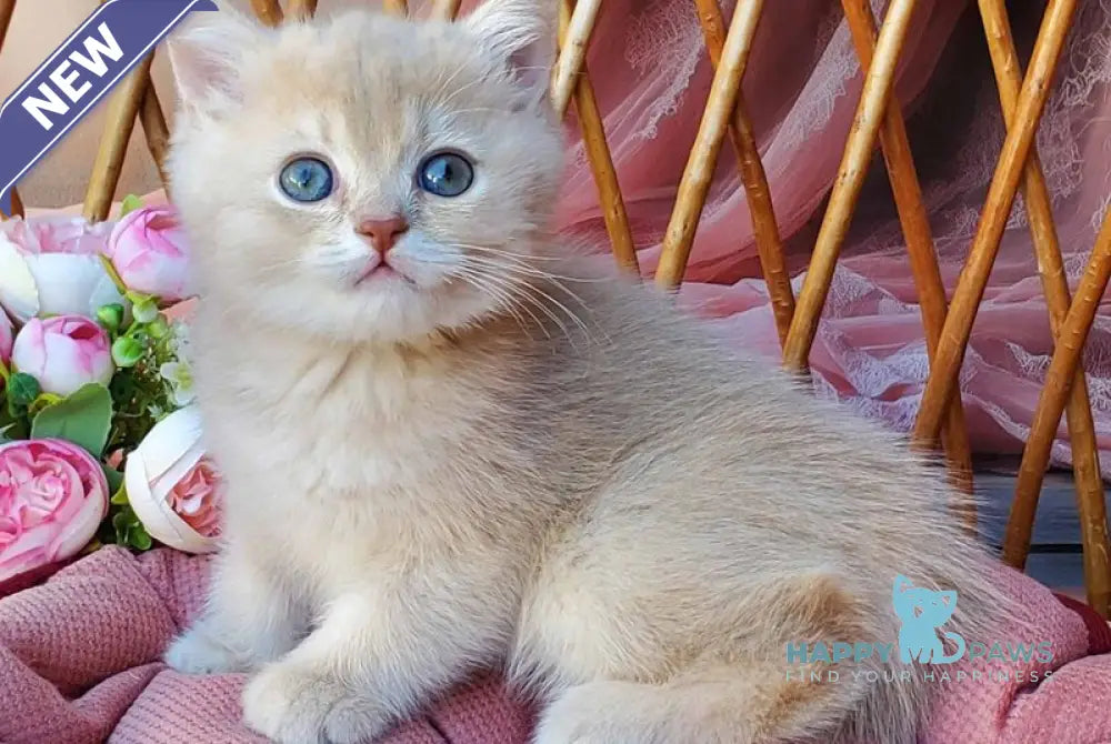 Finyk British Shorthair male lilac golden shaded live animals
