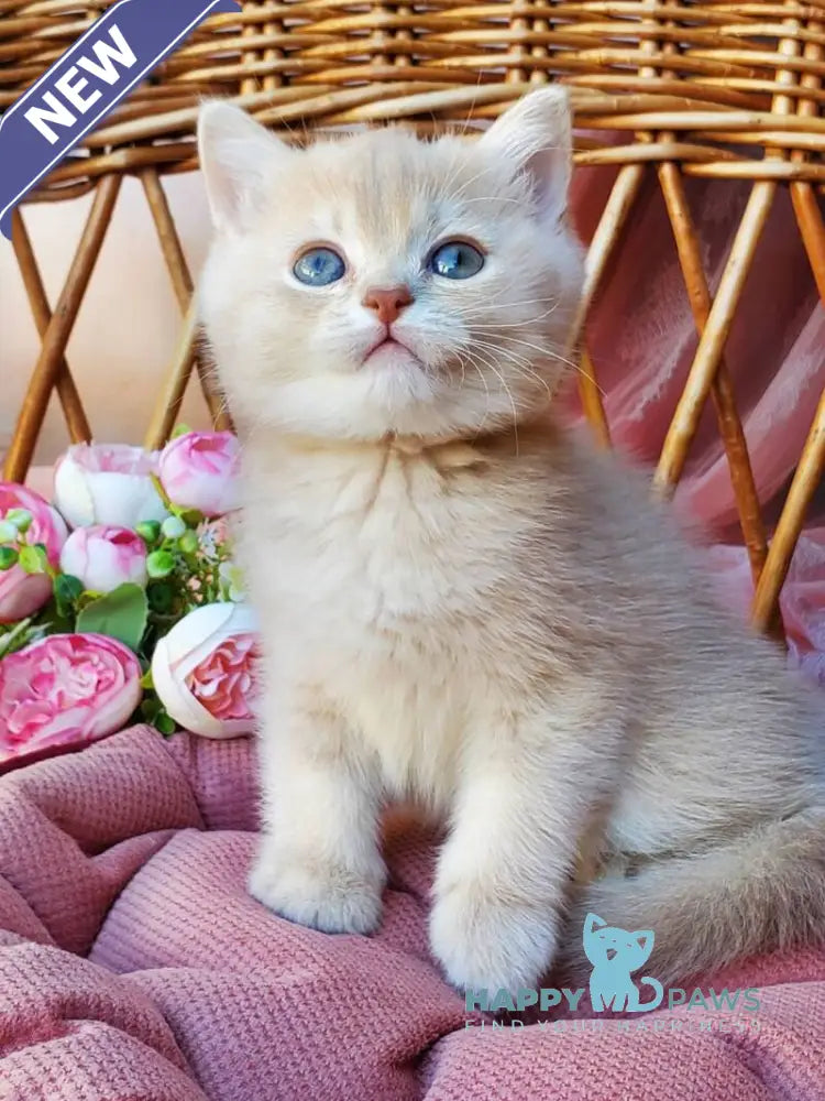 Finyk British Shorthair male lilac golden shaded live animals