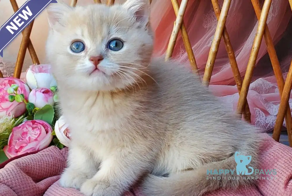 Finyk British Shorthair male lilac golden shaded live animals