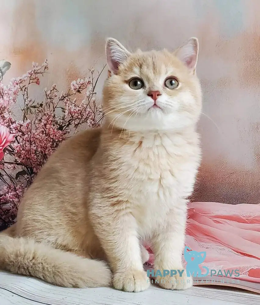 Finyk British Shorthair male lilac golden shaded live animals