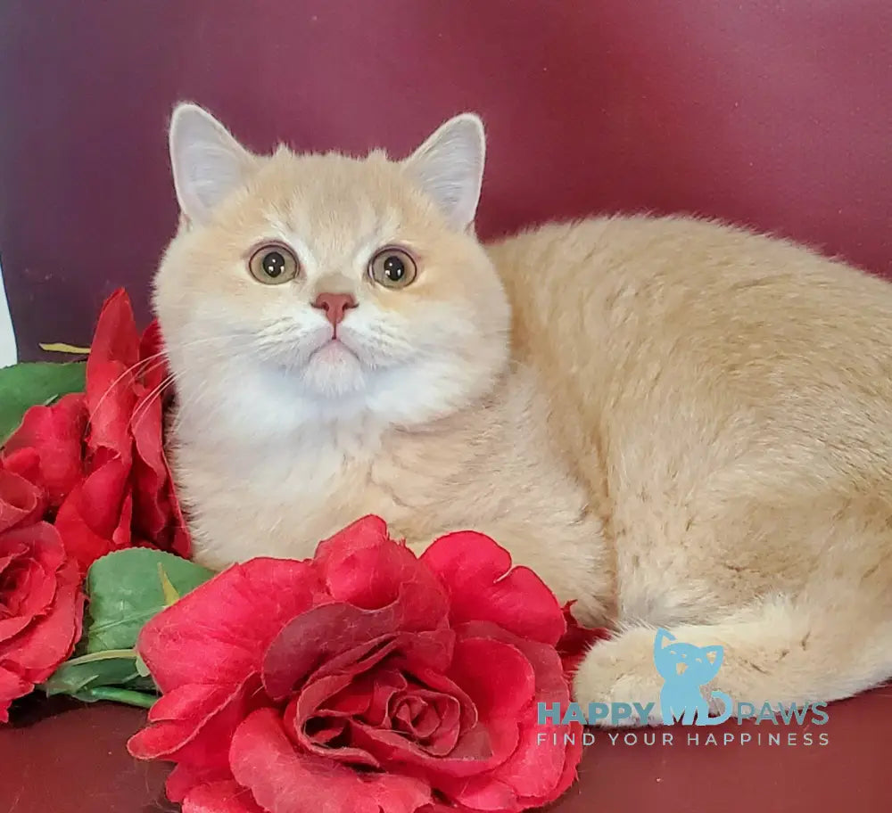 Finyk British Shorthair male lilac golden shaded live animals