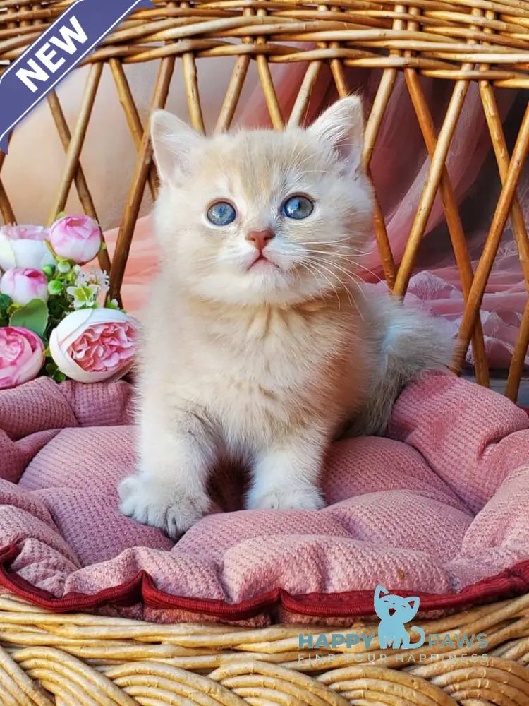 Finyk British Shorthair male lilac golden shaded live animals