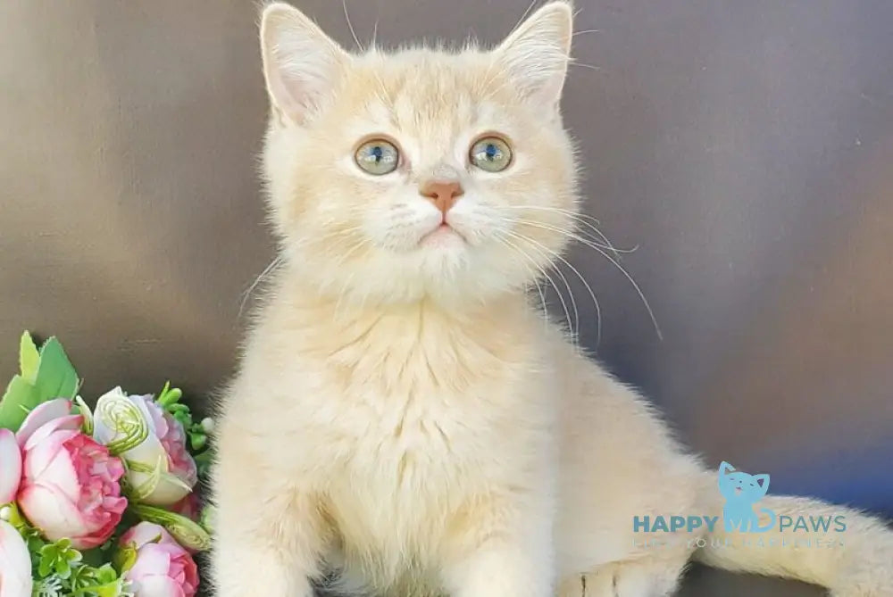 Finyk British Shorthair male lilac golden shaded live animals
