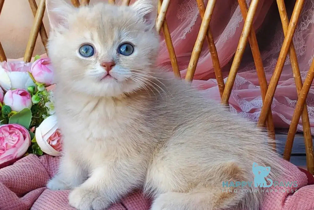 Finyk British Shorthair male lilac golden shaded live animals