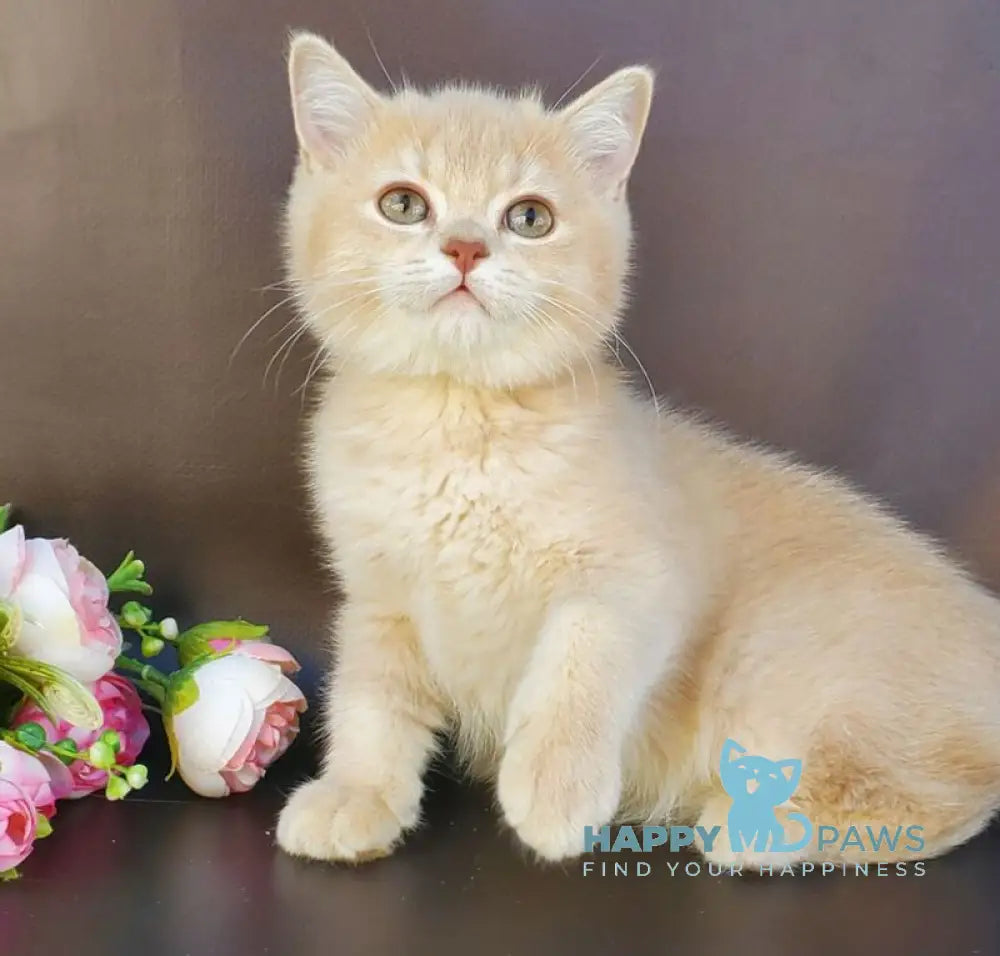 Finyk British Shorthair male lilac golden shaded live animals