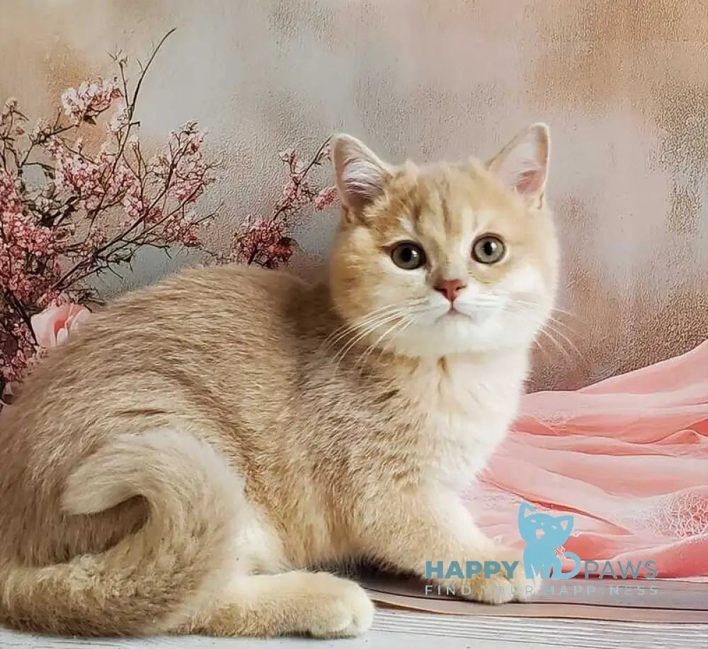 Finyk British Shorthair male lilac golden shaded live animals