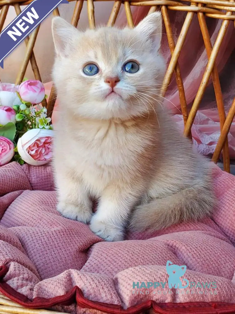 Finyk British Shorthair male lilac golden shaded live animals