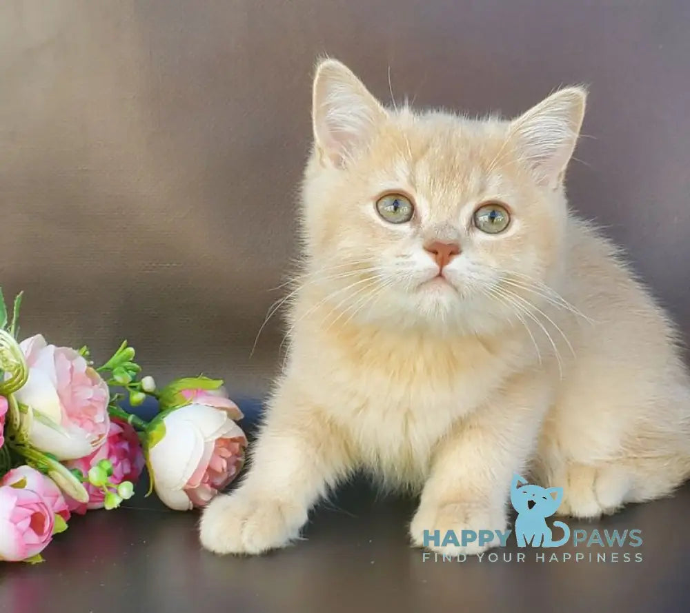 Finyk British Shorthair male lilac golden shaded live animals